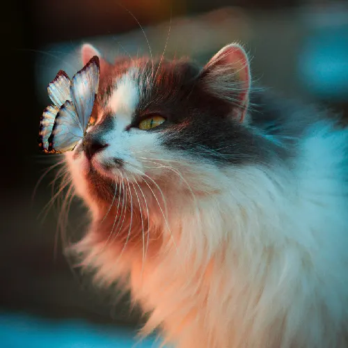 butterfly sitting on cat's nose