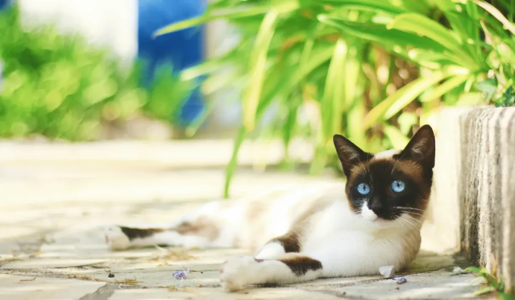 Beautiful Tonkinese cat