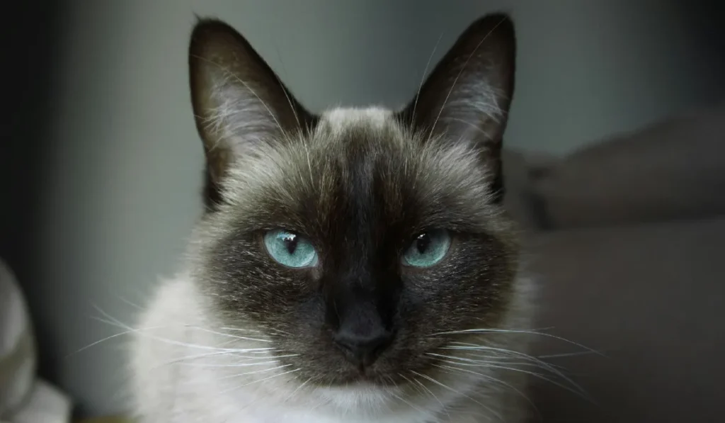 Tonkinese cat with Blue eyes