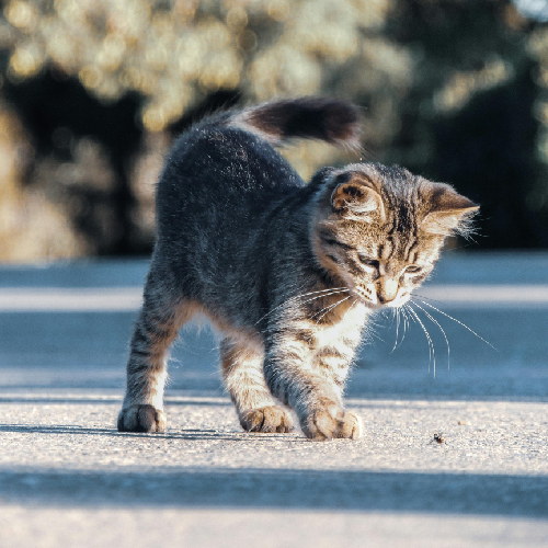 A curious grey tabby cat with a sleek coat looks intently at something on the ground.