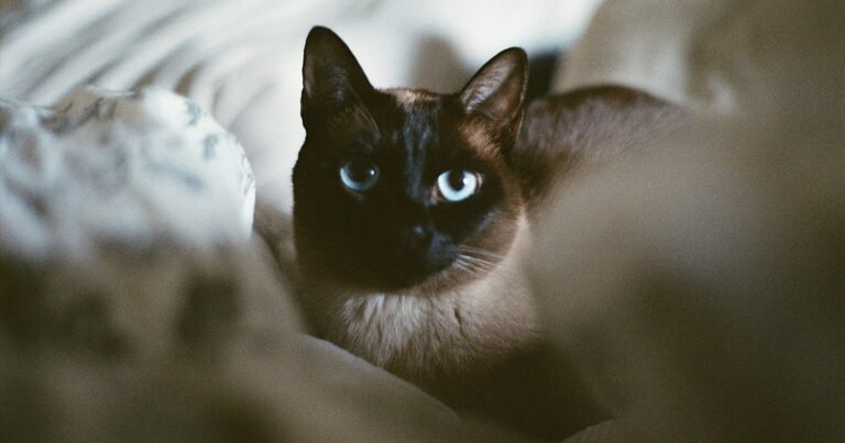 Tonkinese Cat