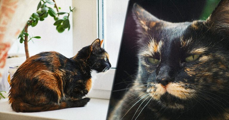 Tortoiseshell Cat