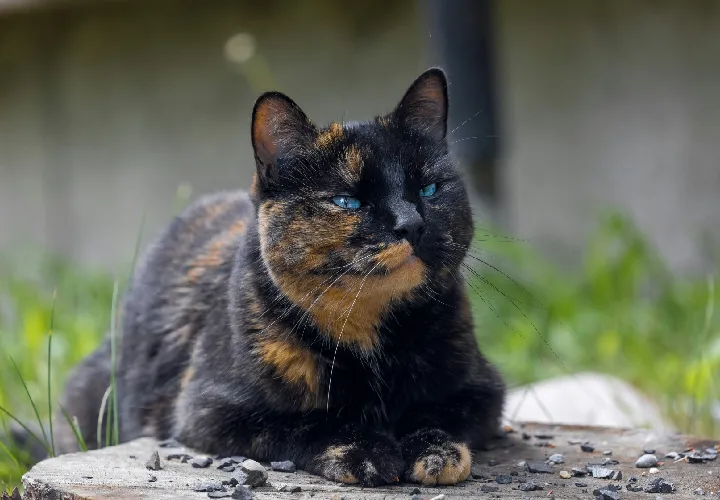 Tortoiseshell Cats