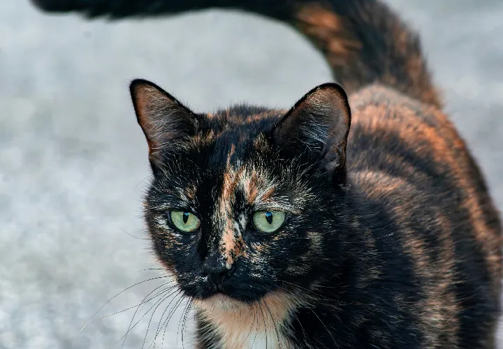 Beatiful Tortoiseshell Cats