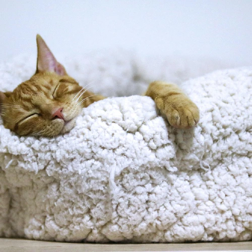 A ginger cat is curled up and fast asleep in a cozy white bed.