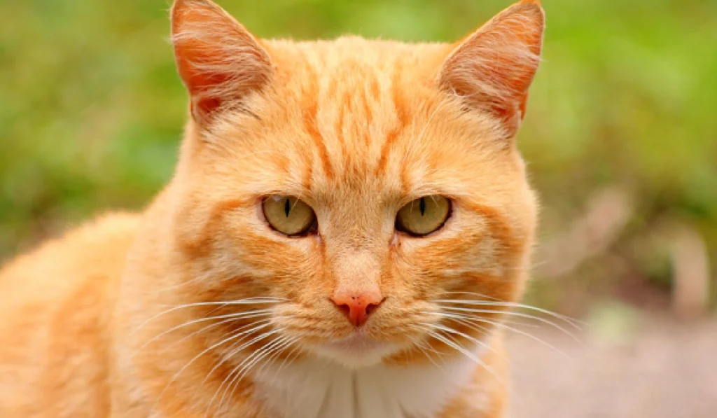 cute cat orange