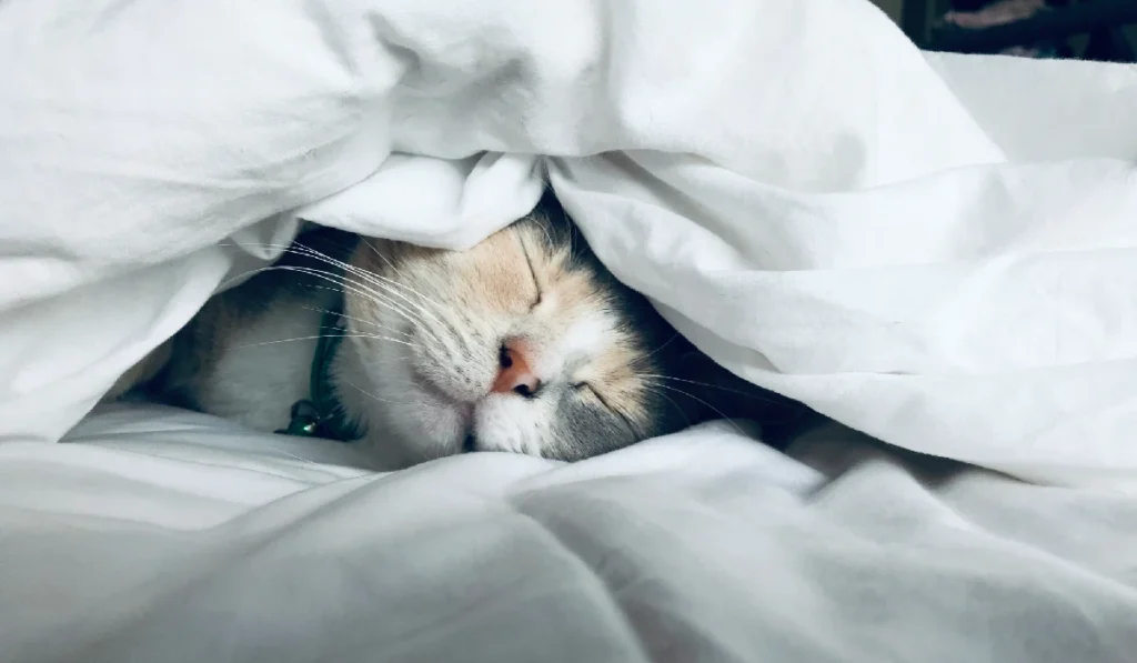 cute cat sleeping