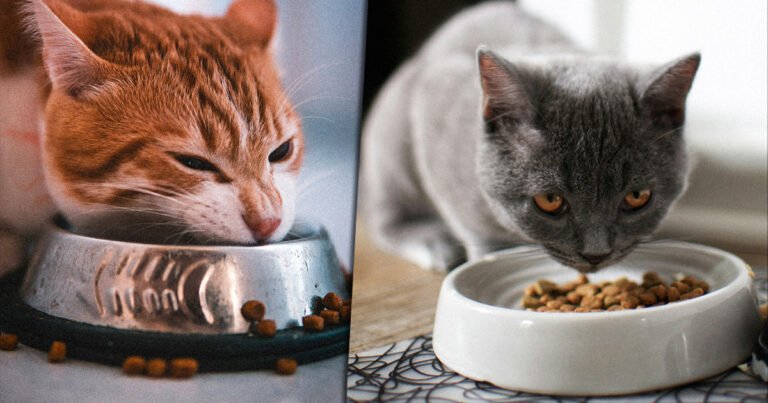 Understanding Cat Food Recalls: Keeping Your Feline Friend Safe and Healthy