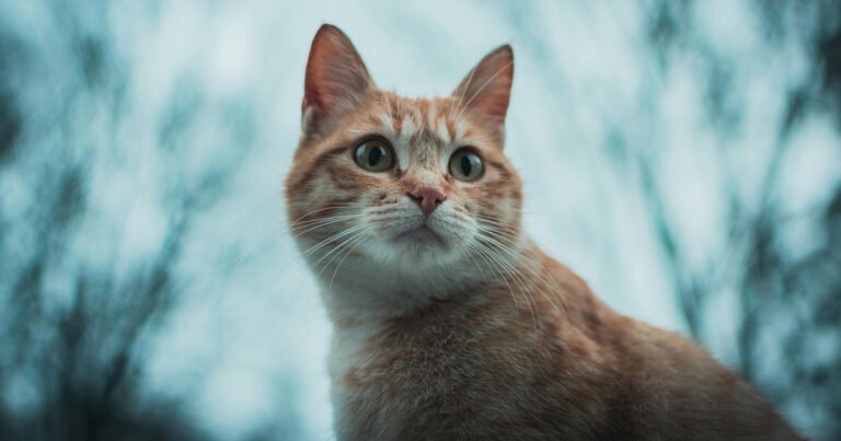 selective focus photography of orange tabby cat