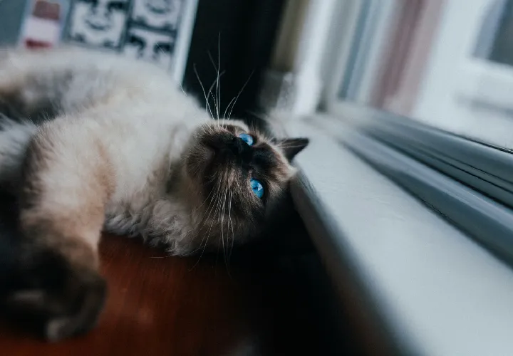 Tonkinese cat in front of a window