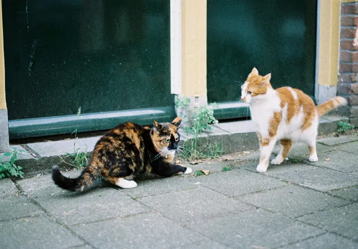 Two Cats Playing