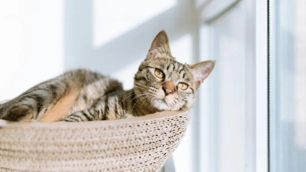 cute cat in litter