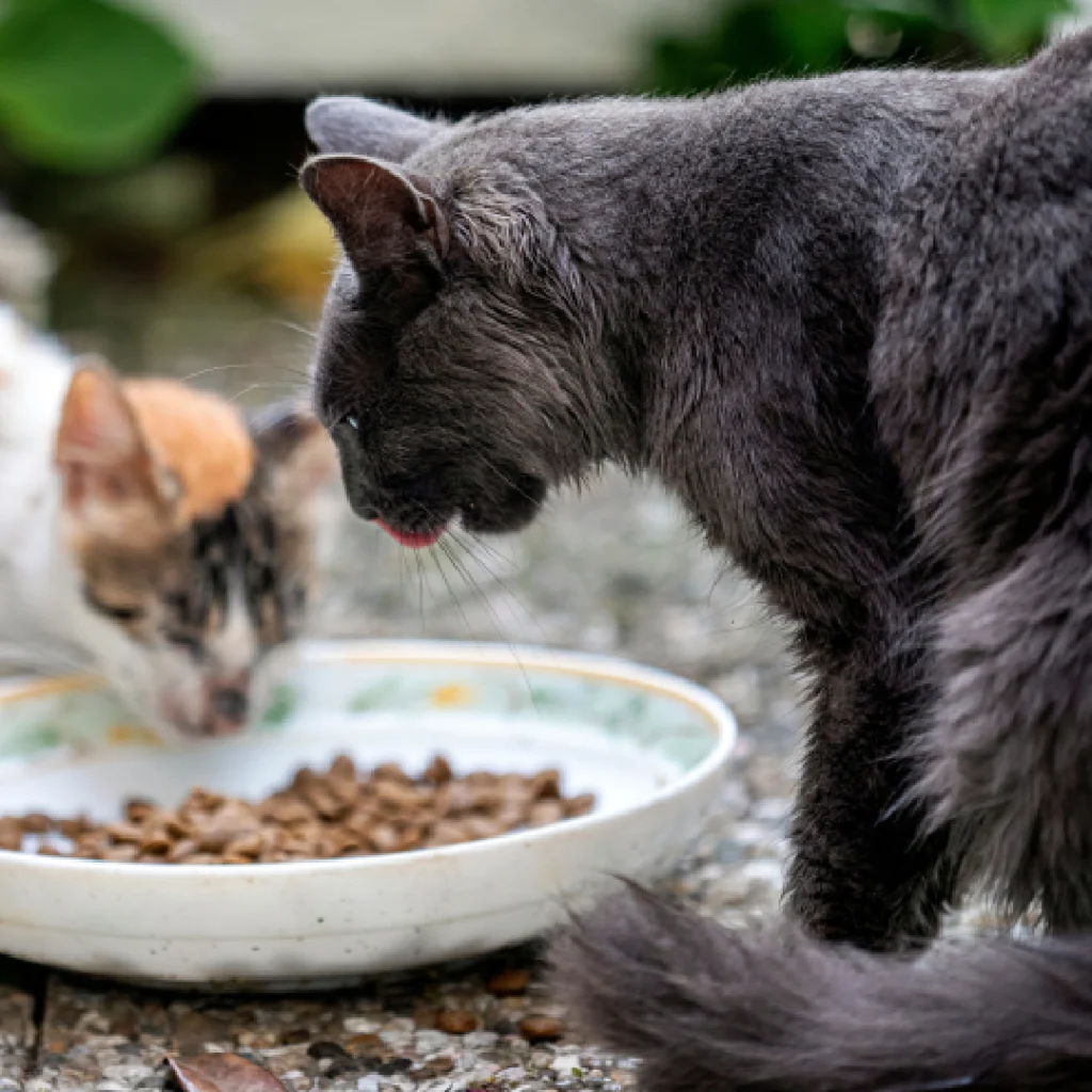 cute cats eating food